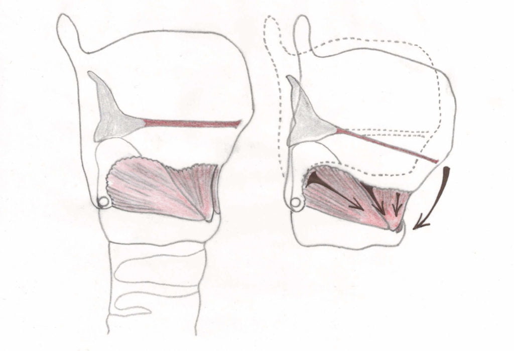Drawing of vocal cords depending on larynx position
