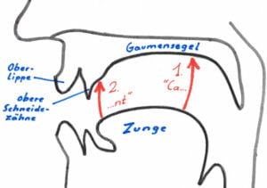 Zeichnung von Gaumensegel und Zunge im Profil