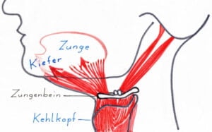 Zeichnung der Verbindung zwischen Kiefer, Zunge und Kehlkopf