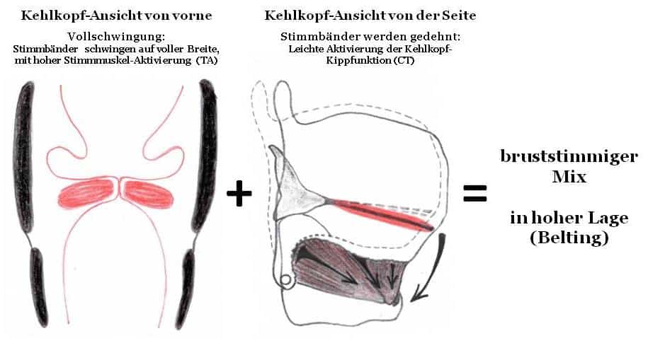 Zeichnungen von Kehlkopfansichten