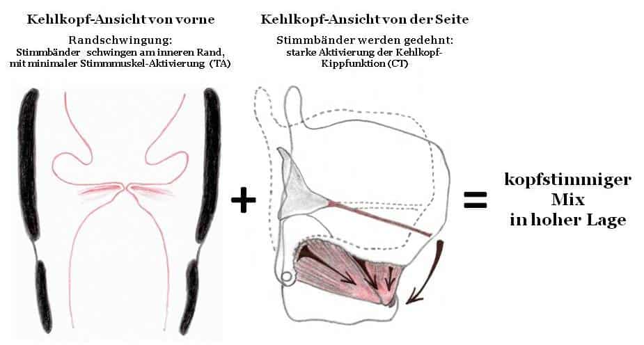 Zeichnungen von Kehlkopfansichten - Kopfstimme
