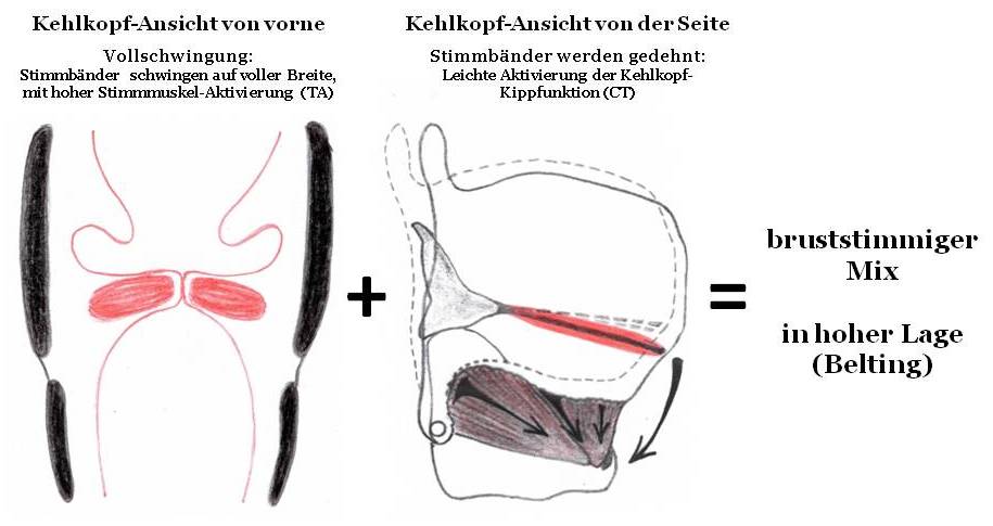 Zeichnung: Belting oder bruststimmiger Mix